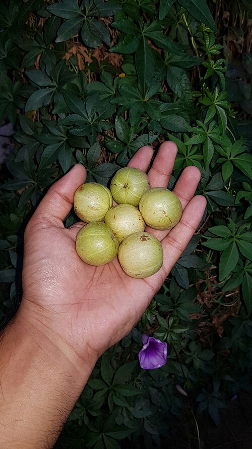 مقارنة أحجام الثمار
