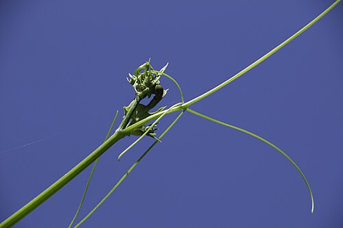 طرف السهم مع خيوط الكوسة (نيبال)