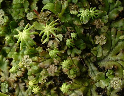 Marchantia polymorpha، ذات سيقان أنثريدية وأرشيجونية