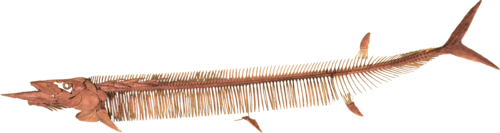 Saurodon leanus