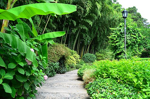 Path in the botanical garden