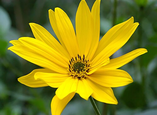الخرشوف القدسي (H. tuberosus)