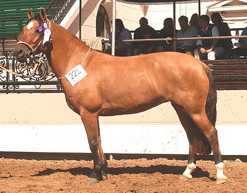 كاهل الضأن