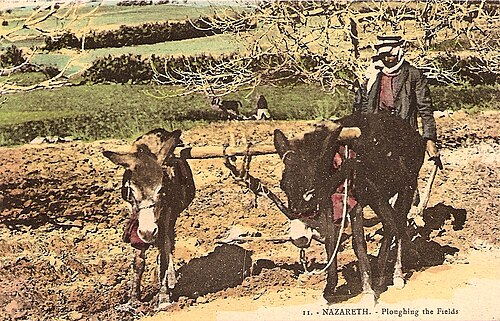11. الناصرة - حرث الحقول