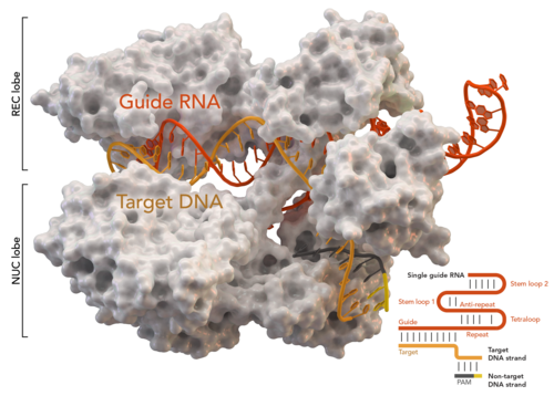 بنية Cas9