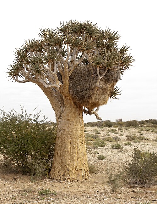 عش طائر النساج الاجتماعي (Philetairus socius) في شجرة الكويفر. كيب الشمالية، جنوب أفريقيا.