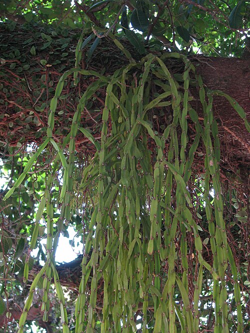 الصبار Epiphytic (Rhipsalis Paradoxa)