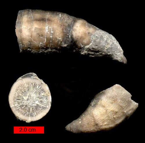 ثلاث صور لـ Grewingkia canadensis، وهو نوع منفرد من فصيلة Streptelasmatina من العصر الأوردوفيسي في ولاية إنديانا