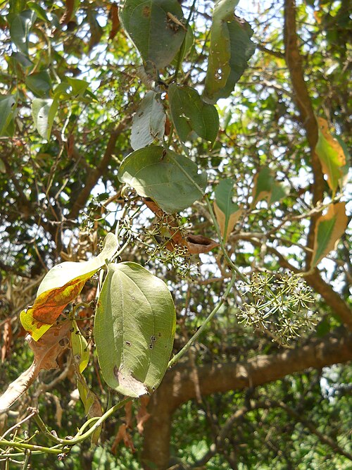 نبات متسلق من نوع Smilax sp. في مقاطعة هاورا، ولاية البنغال الغربية، الهند