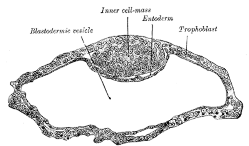 الحويصلة الأديمية من Vespertilio murinus.
