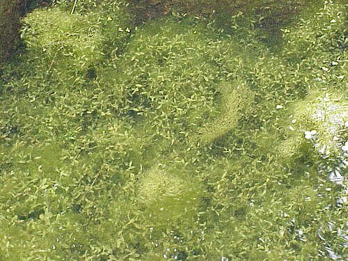 Lemna trisulca