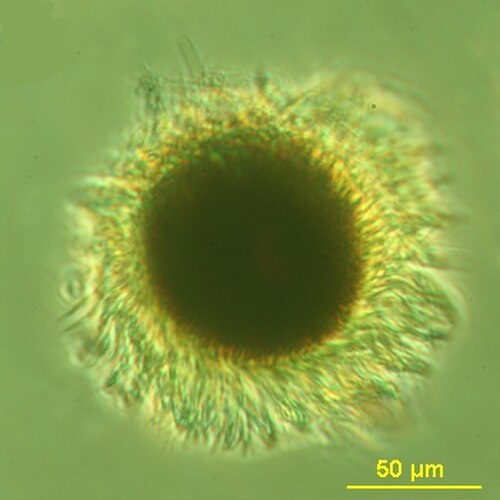 تُنتج طحالب Mesodinium rubrum أزهارًا حمراء داكنة باستخدام البلاستيدات الخضراء المستعبدة من فرائسها من الطحالب.