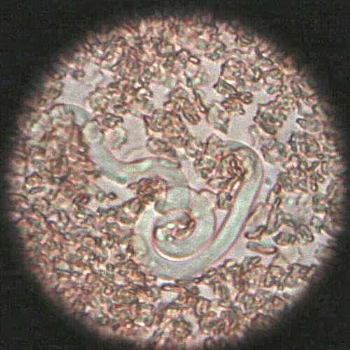 Spiuridae Dirofilaria immitis