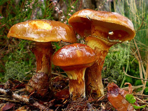 لا ينمو فطر البوليطس الأرزي Suillus grevillei، وهو فطر ميكوريزي، إلا تحت أشجار الأرز.