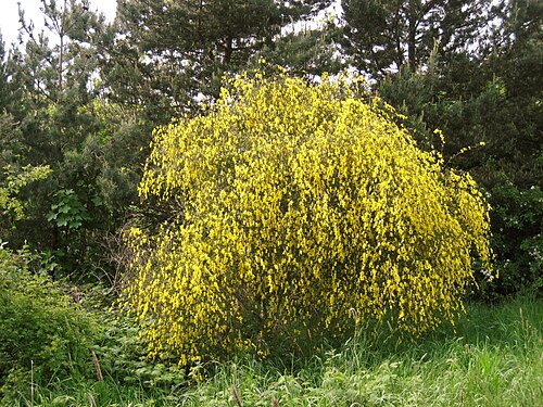 Cytisus scoparius (نبات الكنس الاسكتلندي)
