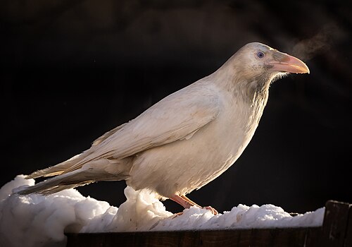 الغراب الأبيض في أنكوريج، وهو غراب شائع (Corvus corax)
