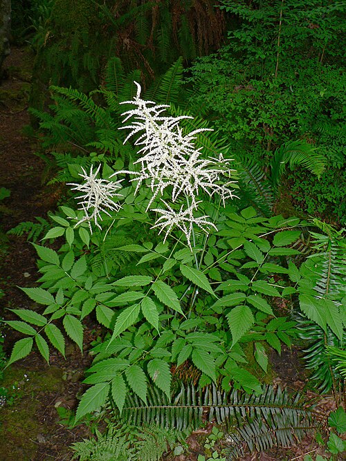 لحية الماعز (Aruncus dioicus)