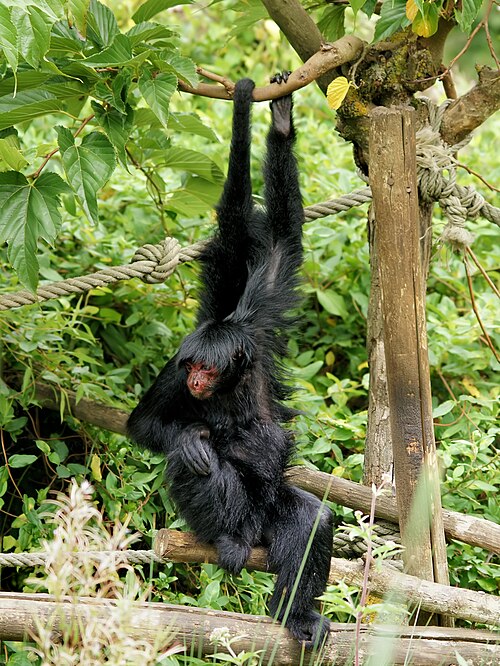 القرد العنكبوت (Ateles paniscus)