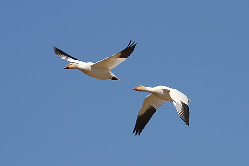 أوز الثلج (Anser caerulescens)