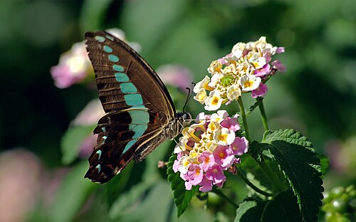 Graphium sarpedon على نبات اللانتانا