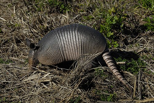 Nine-banded armadillo