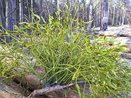 V. a. austriacum على الصنوبر البري، بولندا