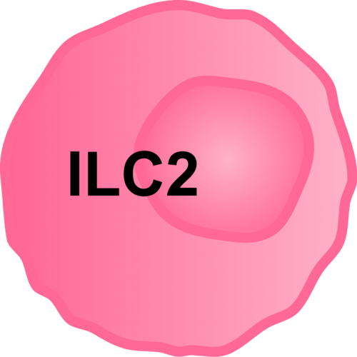 رسم توضيحي لخلية ILC2