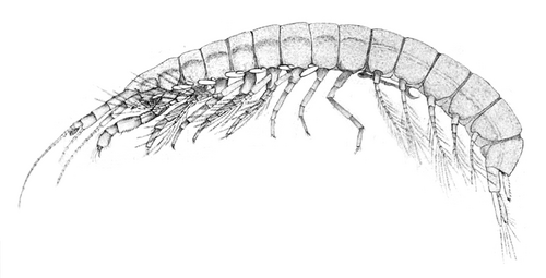 Koonunga cursor (Anaspidaceae)