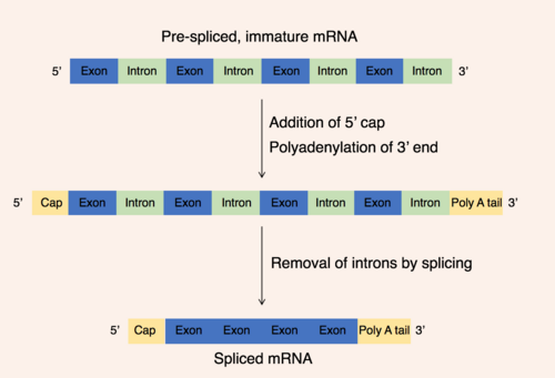 ثلاثة خيوط من الحمض النووي الريبوزي (RNA) في مراحل نضج مختلفة؛ يحتوي الخيط الأول على الإنترونات والإكسونات فقط، بينما اكتسب الخيط الثاني غطاءً في الطرف 5' وذيلًا في الطرف 3' ولا يزال يحتوي على الإنترونات والإكسونات، أما الخيط الثالث فيحتوي على الغطاء والذيل ولكن تمت إزالة الإنترونات منه.