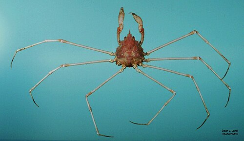 Pyromaia cuspidata، وInachoididae