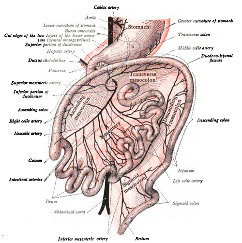 المرحلة الثالثة من تطور القناة المعوية والصفاق، كما تُرى من الأمام (رسم تخطيطي). طريقة التحضير هي نفسها الموضحة في الشكل 400.