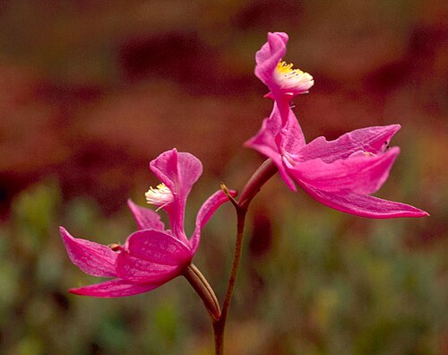 أزهار نبات Calopogon tuberosus غير المنقلبة