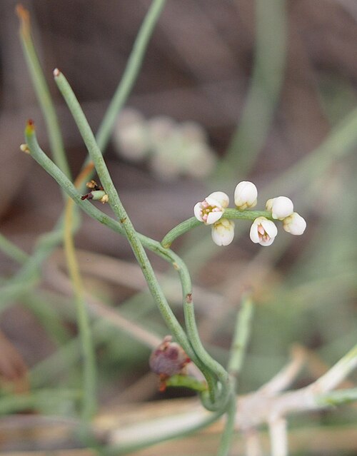 أزهار نبات C. filiformis