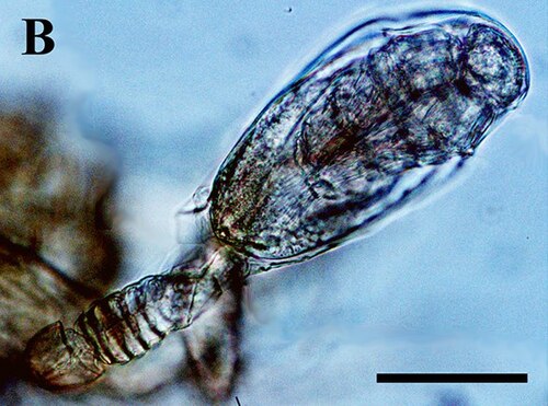 يرقة تانتولوس (Microdajus sp.)
