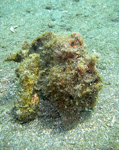سمكة الضفدع هي مفترس كمين يتنكر في هيئة حجر مغطى بالطحالب