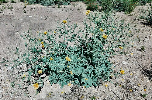 الخشخاش المقرن (Glaucium sp.)