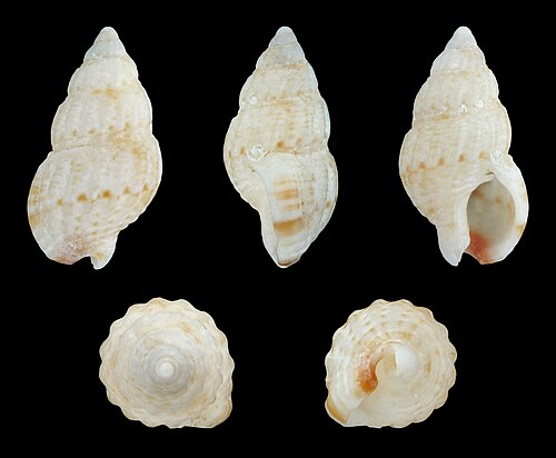 Nassarius (Hima) kochianus