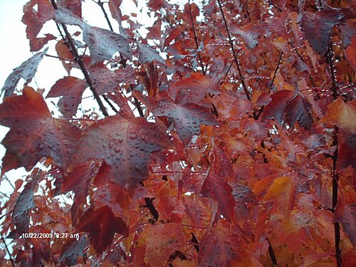 Acer × freemanii 'Autumn Blaze' (هجين بين A. rubrum و A. saccharinum)