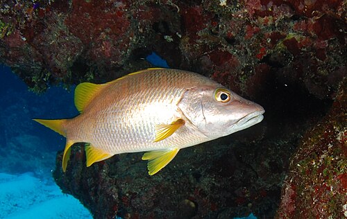 سمكة السنابّر المدرسي (Lutjanus apodus)
