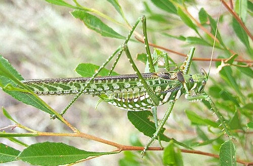 الجنادب المفترسة المرقطة (Chlorobalius leucoviridis) هي مقلدة صوتية عدوانية للزيز.