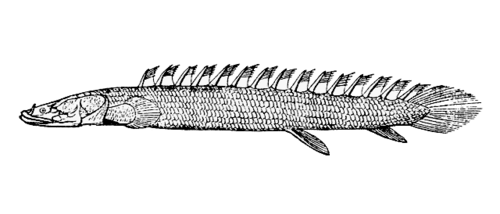 سمكة البشير النيلية (Polypterus bicher)