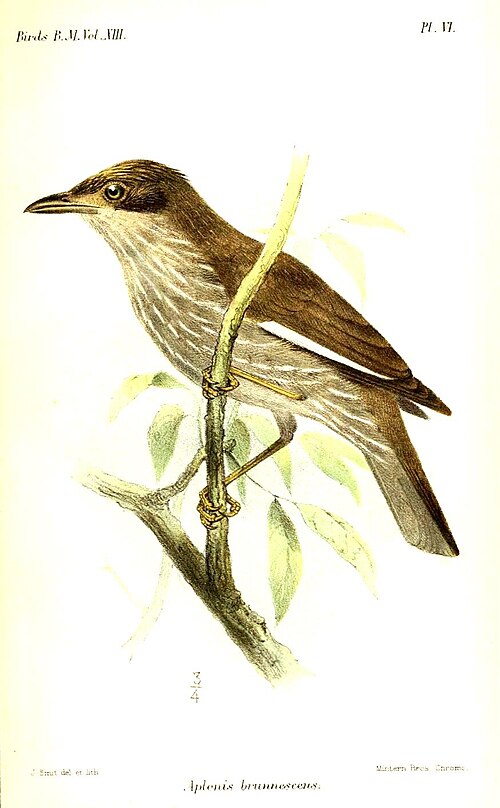 النوع الفرعي A. t. brunnescens، رسم توضيحي لجوزيف سميت، 1890