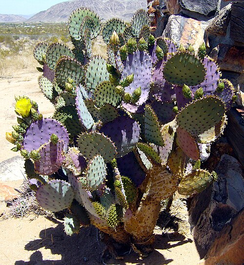 يُعدّ نبات الصبار ذو الذيل الشبيه بذيل القندس (Opuntia basilaris) شائعًا في لاندرز.