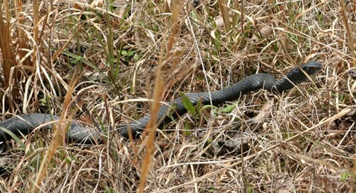 ثعبان أسود شمالي بالغ، C. c. constrictor، في بيئته النموذجية