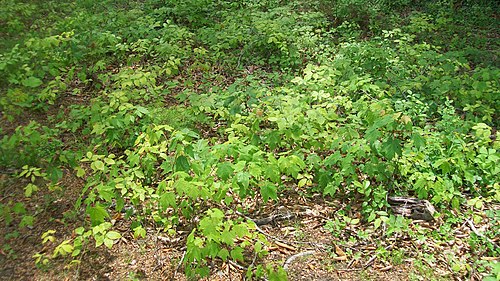 مجتمع القيقب الأمريكي (Fagus grandifolia) في مدينة جونسون، تينيسي