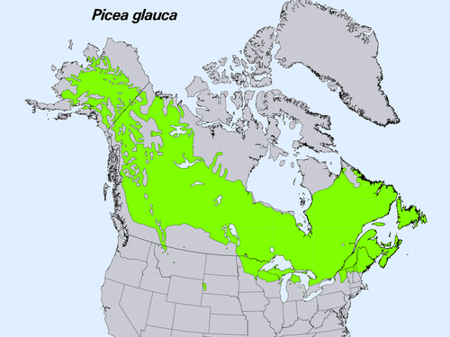 مجموعة أشجار التنوب الأبيض (Picea glauca)