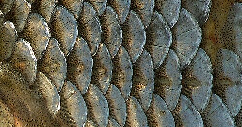 قشور دائرية على الصرصور الشائع (Rutilus rutilus)