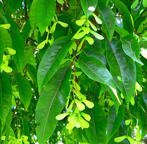 أوراق وثمار القيقب الأملس (Acer laevigatum)
