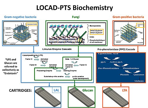 Enzyme Cascades for all three types of LOCAD-PTS Cartridge.