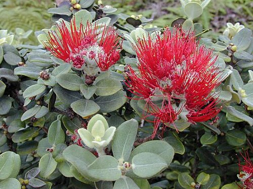 ʻŌhiʻā lehua هي الشجرة المستوطنة السائدة الموجودة في بونا.